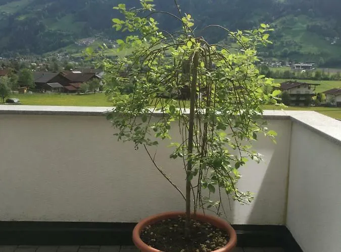 Walder Apartamento *